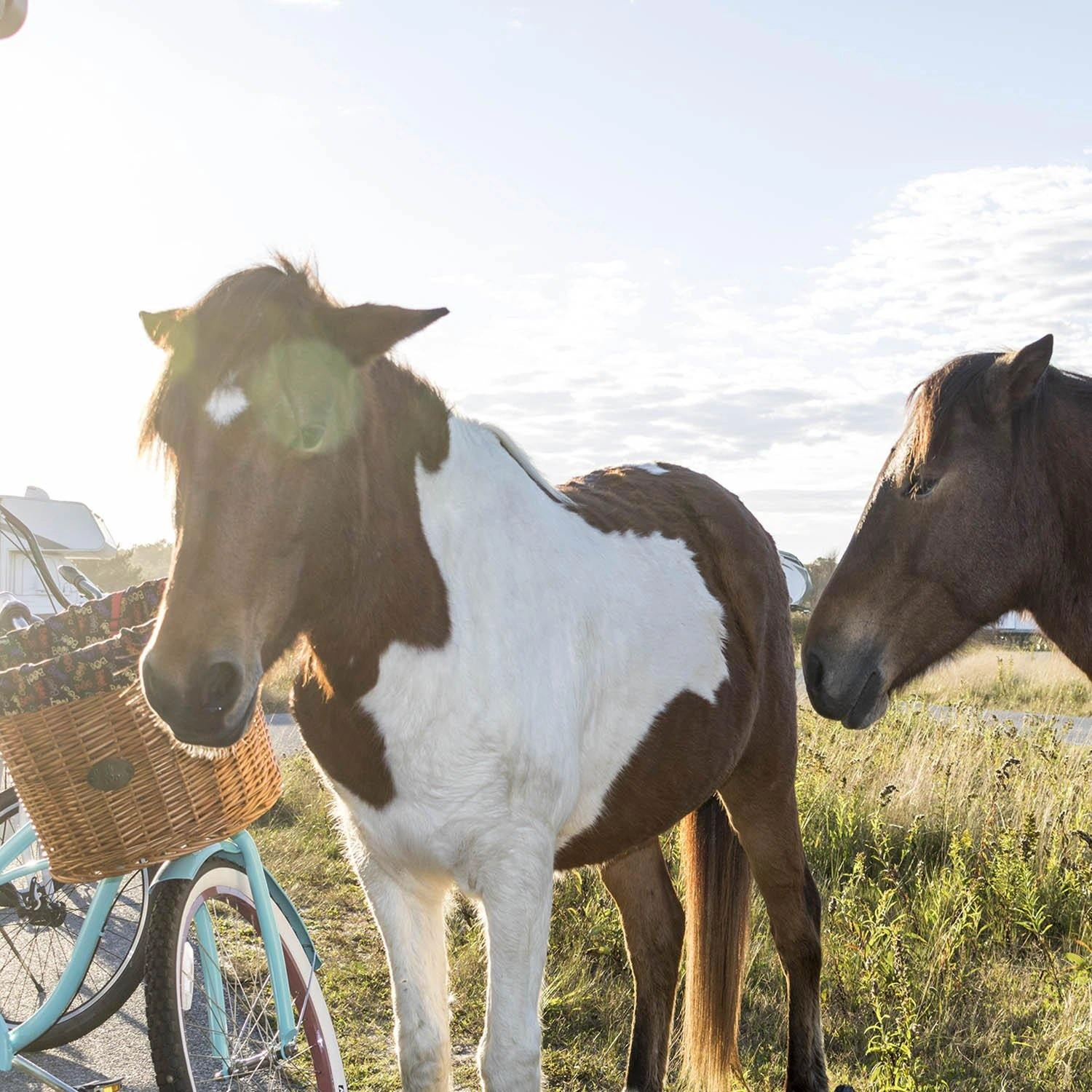 Cesto Assateague per bici: avventura a portata di mano, stile senza pari, un tocco di libertà ciclistica.